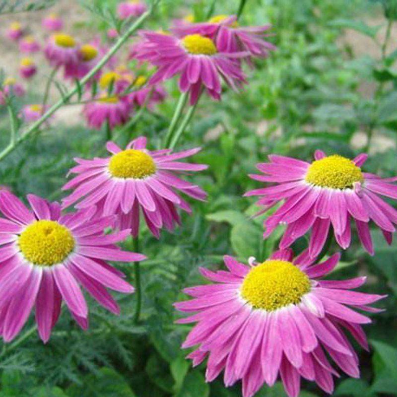 除虫菊种子驱蚊花草种子多年生四季易播阳台盆栽庭院花卉种子