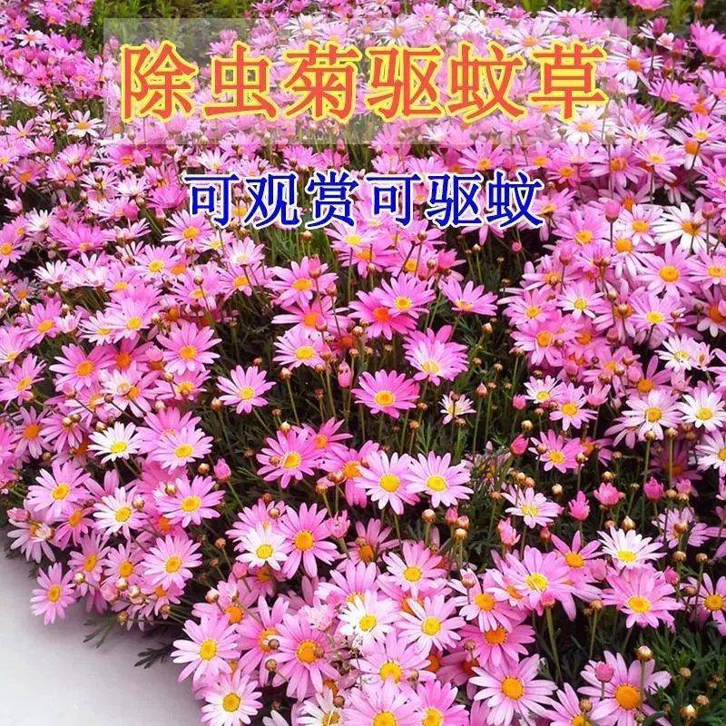 除虫菊种子驱蚊花草种子多年生四季易播阳台盆栽庭院花卉种子