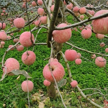 陕西红富士红富士苹果大量供应