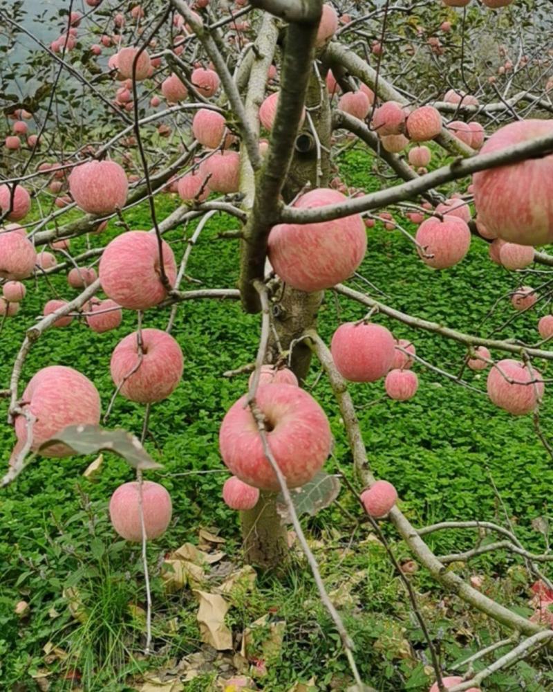 陕西红富士红富士苹果大量供应