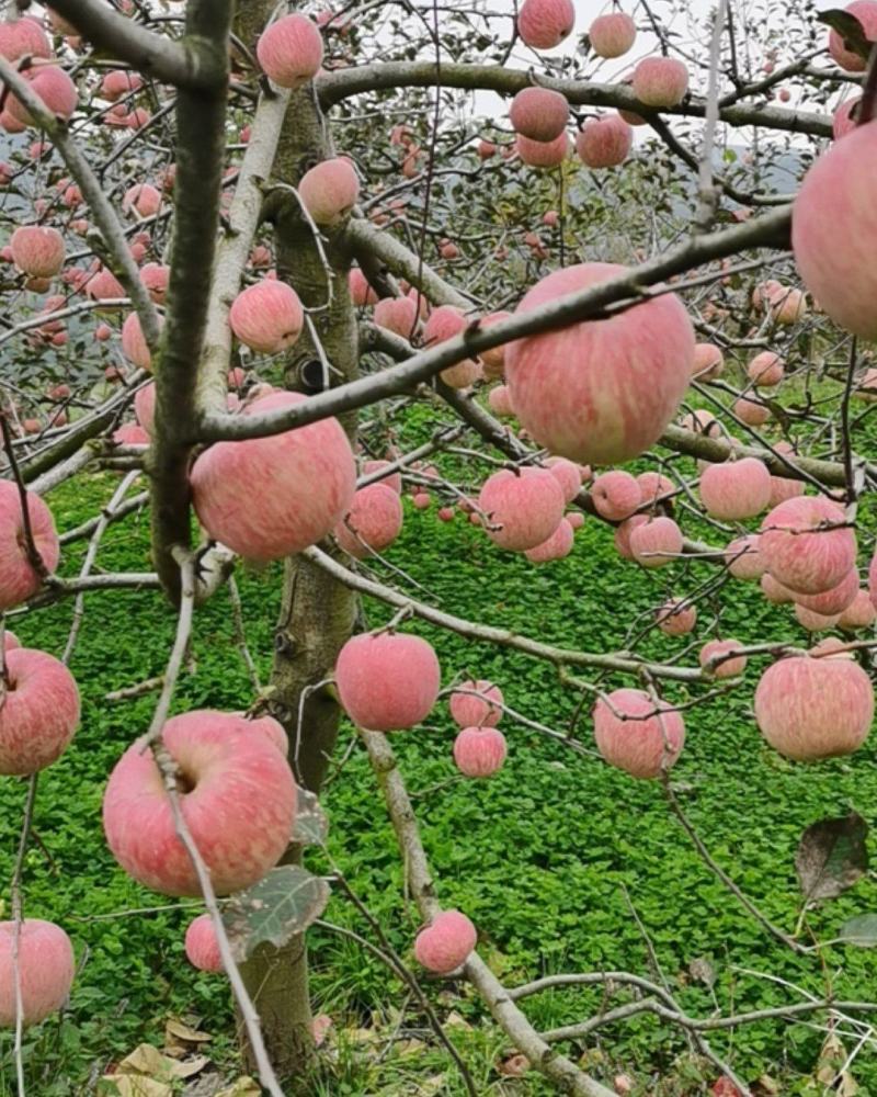 陕西红富士红富士苹果大量供应