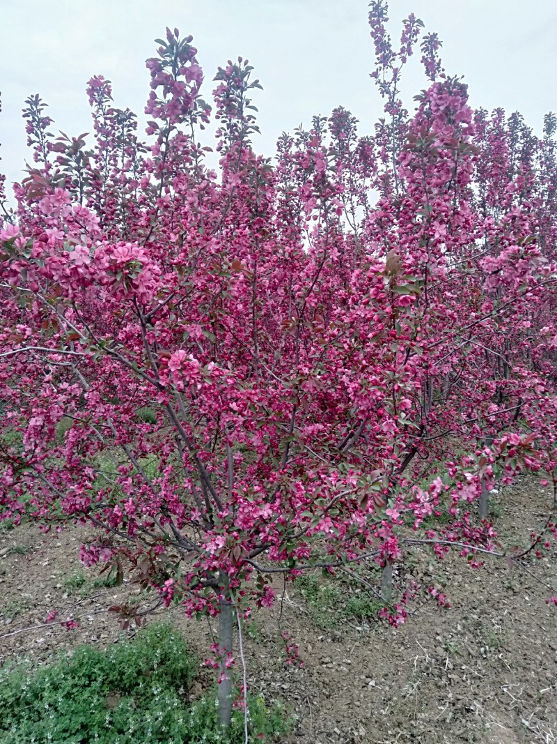 钻石海棠