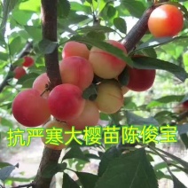 樱桃苗，樱桃树苗抗严寒大樱桃苗，树高保证质量，保证纯度