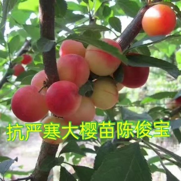 樱桃苗，樱桃树苗抗严寒大樱桃苗，树高保证质量，保证纯度