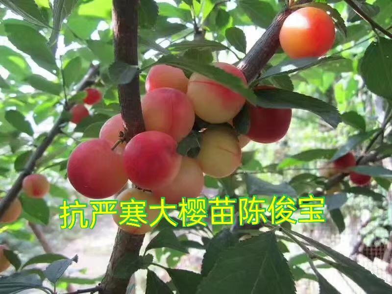 樱桃苗，樱桃树苗抗严寒大樱桃苗，树高保证质量，保证纯度