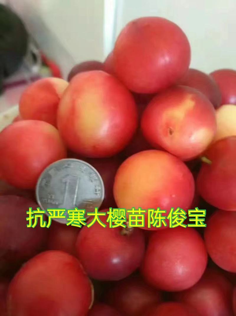 樱桃苗，樱桃树苗抗严寒大樱桃苗，树高保证质量，保证纯度