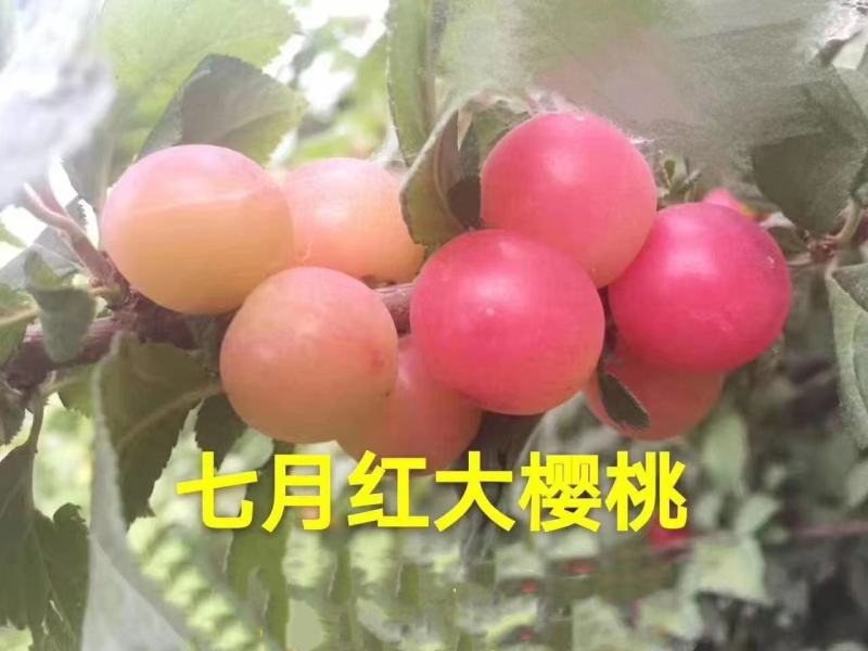 樱桃苗，樱桃树苗抗严寒大樱桃苗，树高保证质量，保证纯度