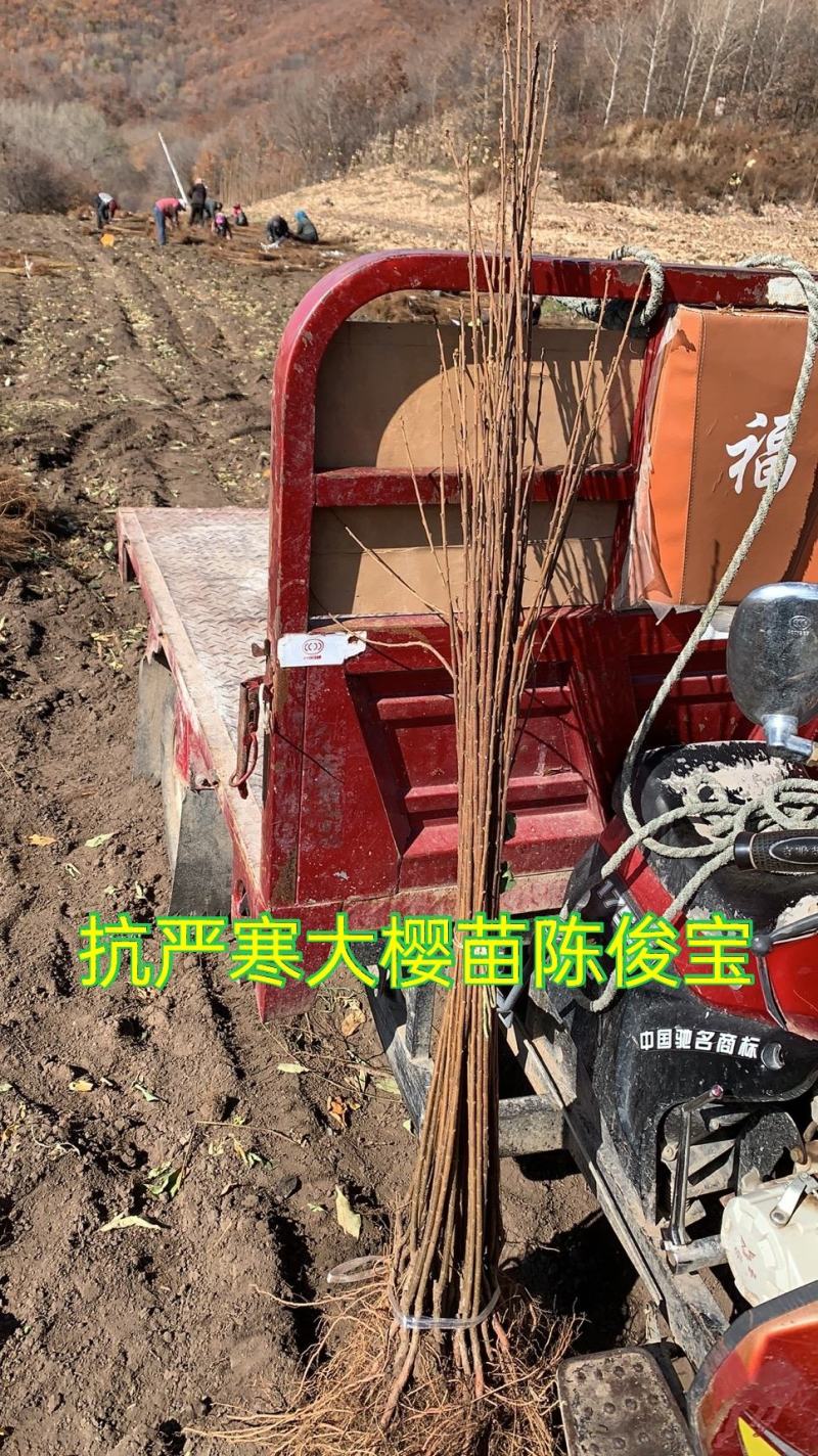 樱桃苗，樱桃树苗抗严寒大樱桃苗，树高保证质量，保证纯度