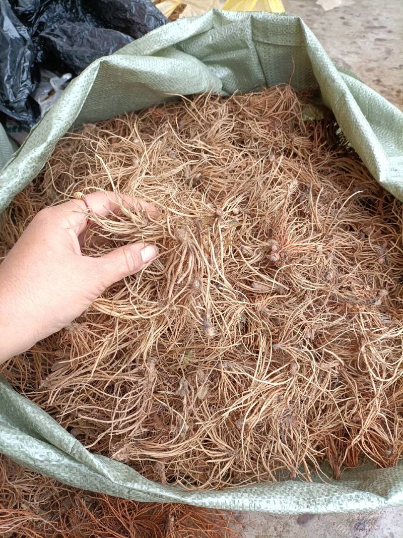 地胆头一首货原品质保证欢迎选购
