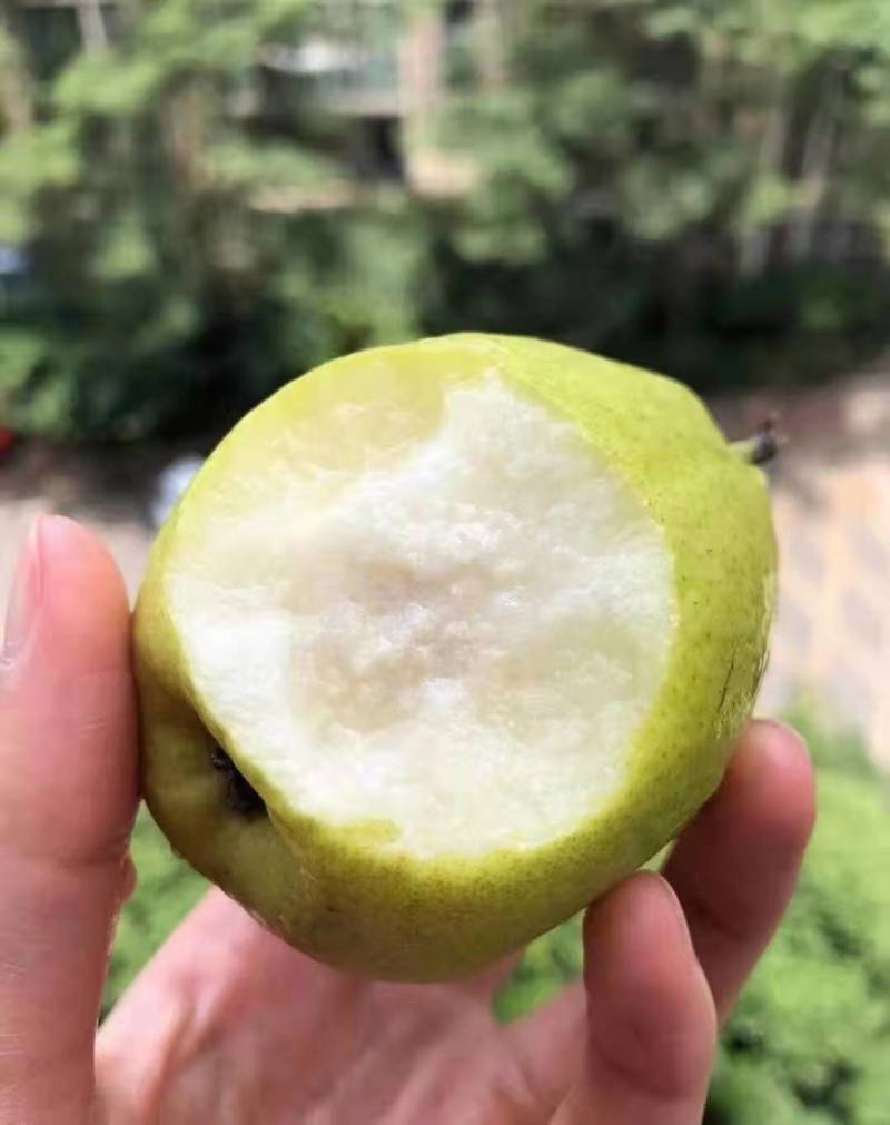 新疆库尔勒香梨大量上市中，货源充足