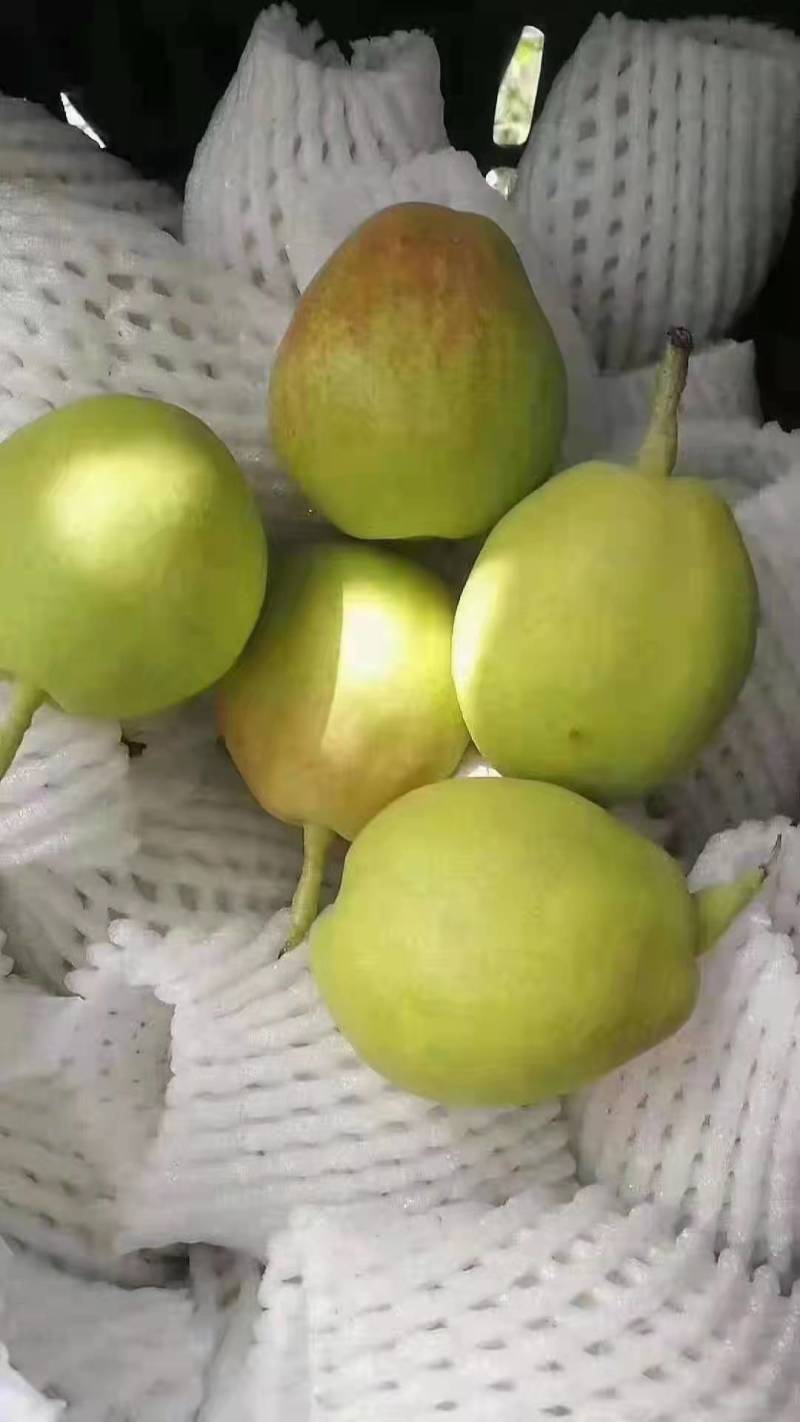 新疆库尔勒香梨大量上市中，货源充足