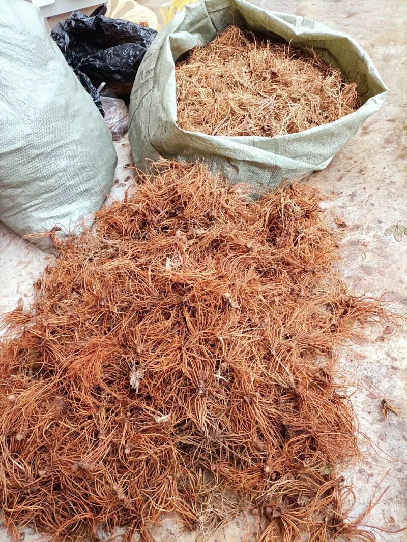 地胆头一首货原品质保证欢迎选购