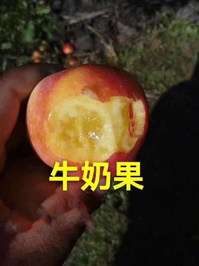 樱桃苗，樱桃树苗抗严寒大樱桃苗，树高保证质量，保证纯度