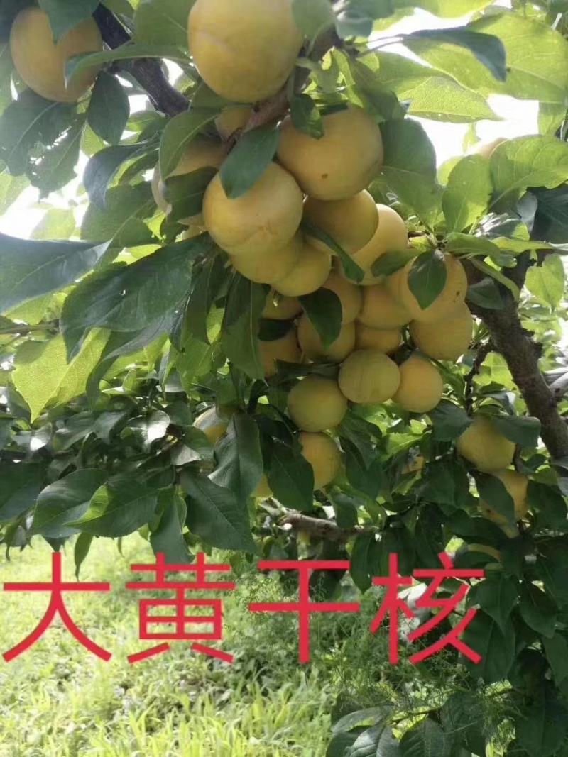 樱桃苗，樱桃树苗抗严寒大樱桃苗，树高保证质量，保证纯度