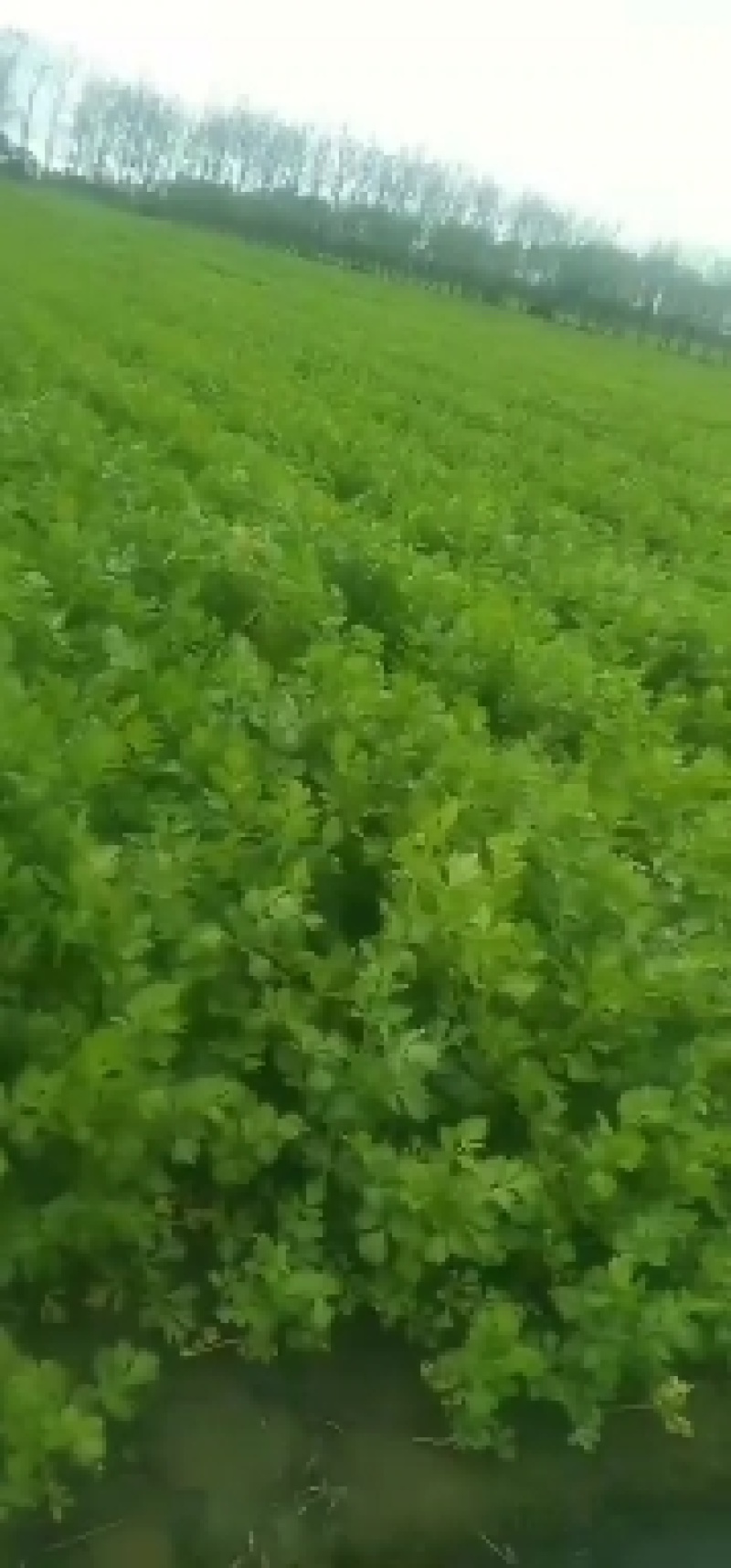 五百亩西芹即将上市