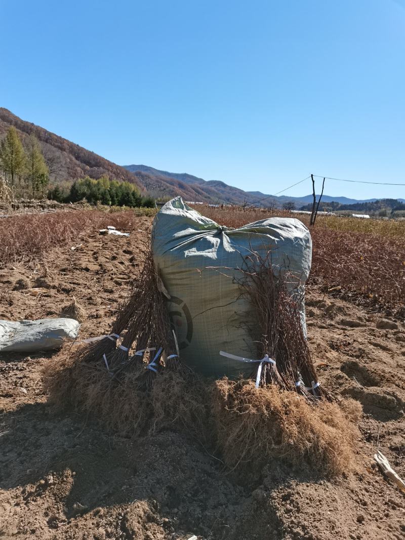 五味子苗一年两年生辽五味，精品优选苗保证质量