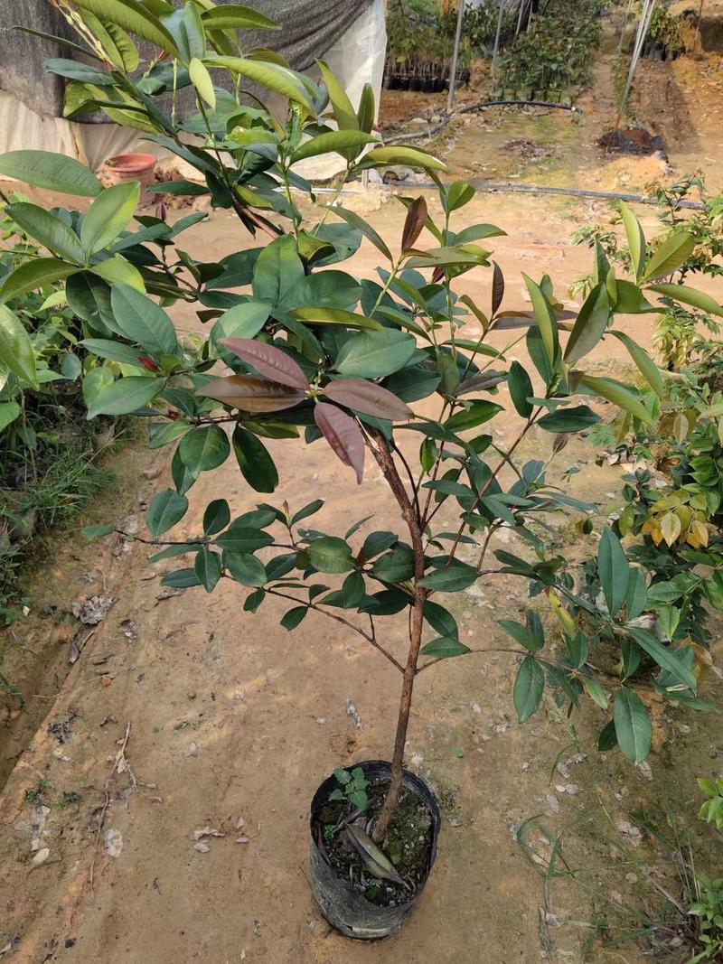 樱桃树苗1年20~30cm南方种植巴西樱桃