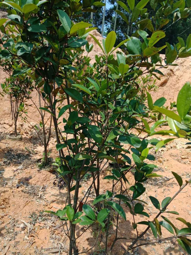 樱桃树苗1年20~30cm南方种植巴西樱桃