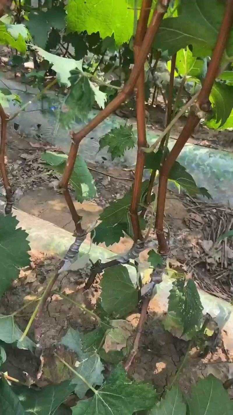 金手指葡萄苗1年50~80cm保证纯度保证质量假一赔