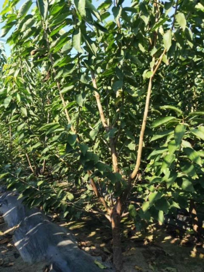 批发秋月梨树苗基地直供保证纯度保证质量假一赔万