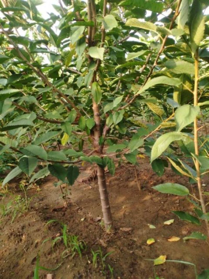 批发秋月梨树苗基地直供保证纯度保证质量假一赔万