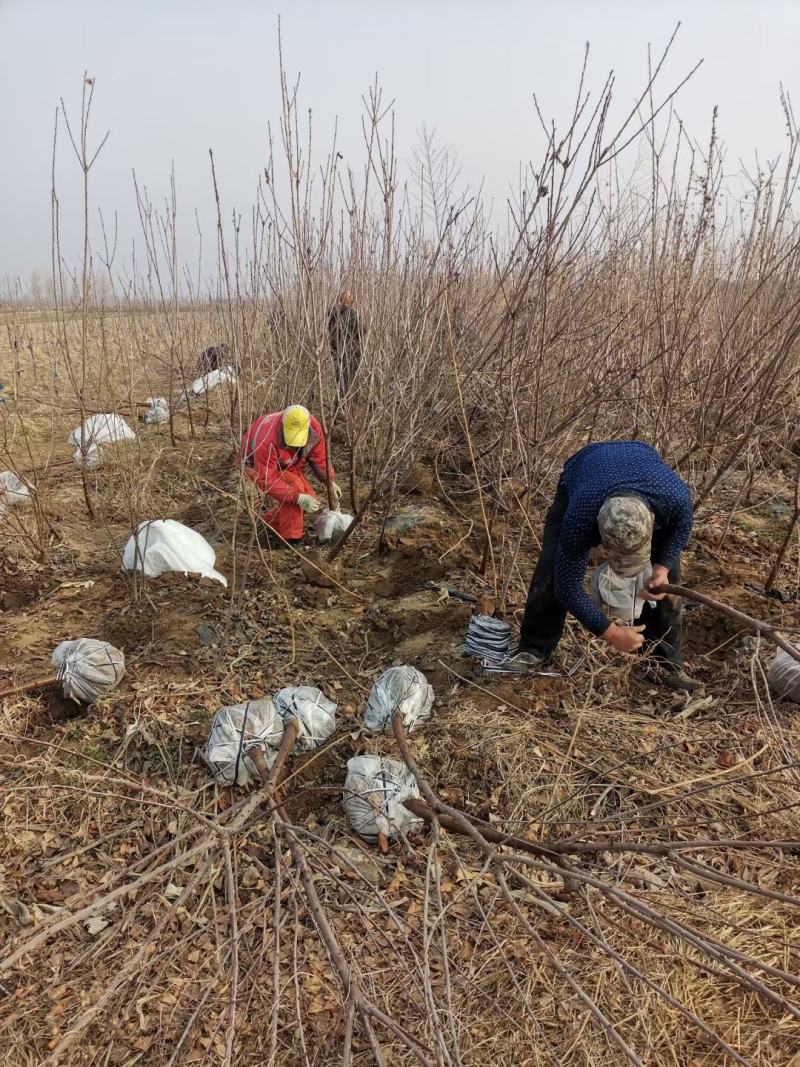 批发秋月梨树苗基地直供保证纯度保证质量假一赔万