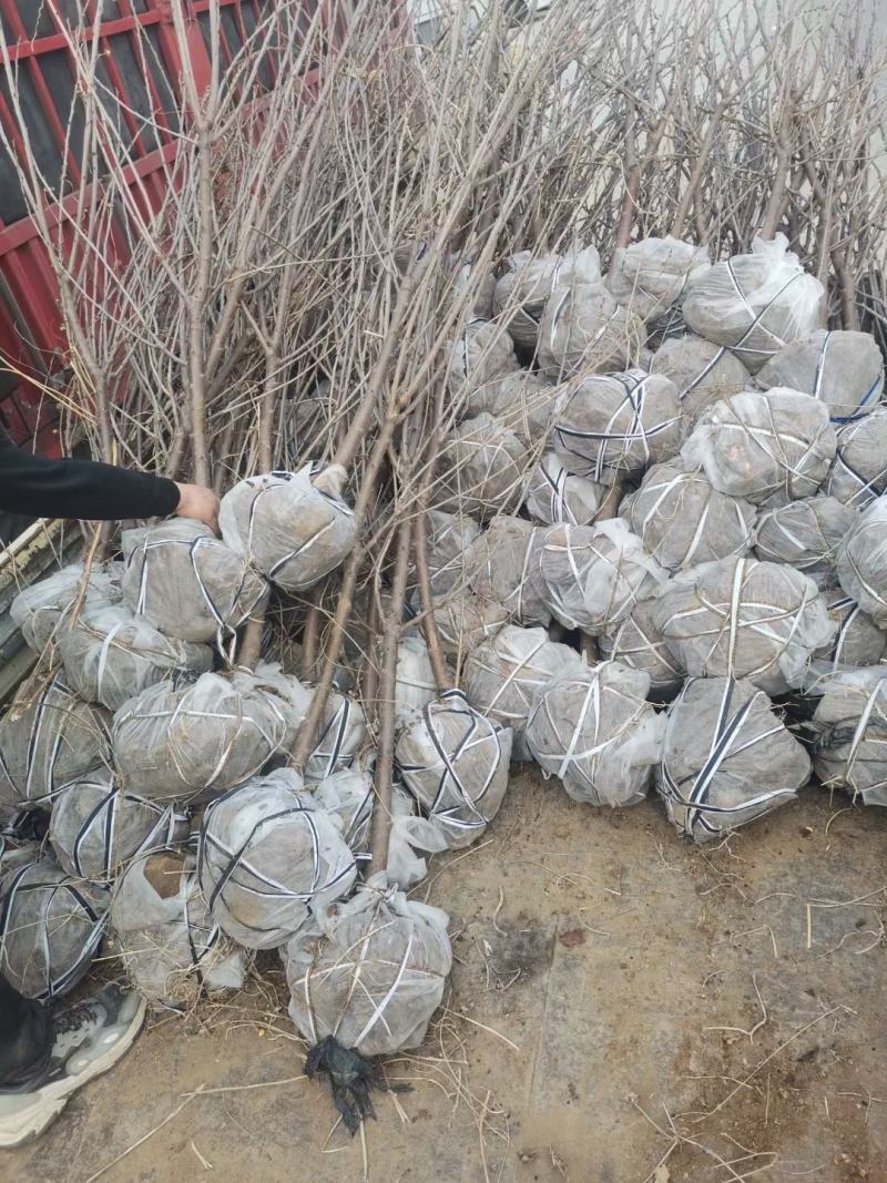 批发秋月梨树苗基地直供保证纯度保证质量假一赔万