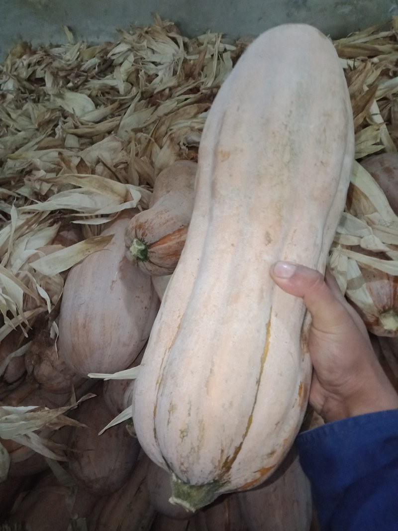 早期全上粉蜜本南瓜，