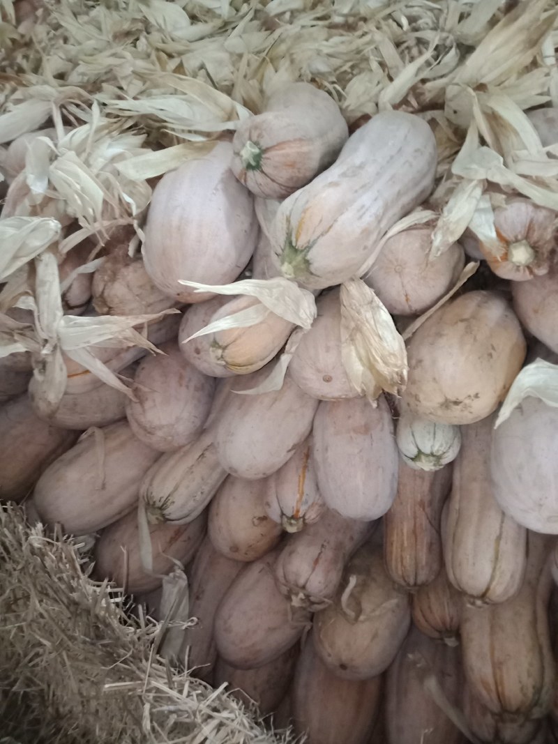 早期全上粉蜜本南瓜，