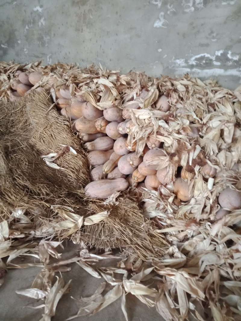 早期全上粉蜜本南瓜，