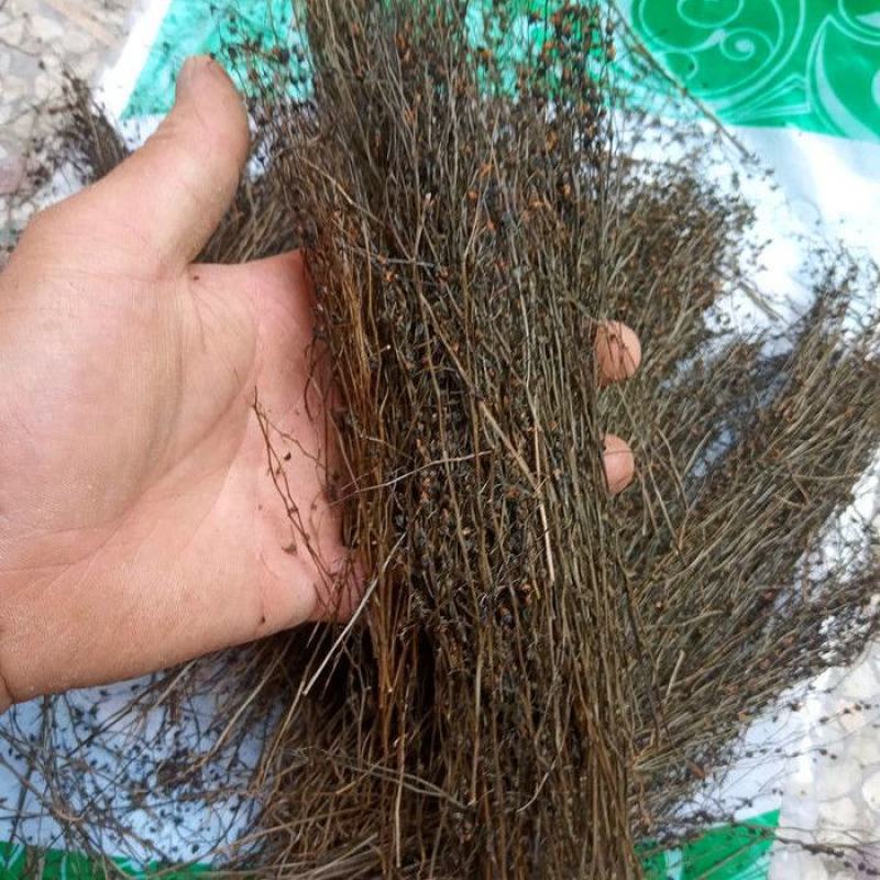 茅膏菜地下明珠草一扫光冷背货齐全欢迎咨询