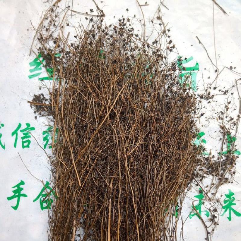 茅膏菜地下明珠草一扫光冷背货齐全欢迎咨询
