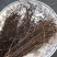茅膏菜地下明珠草一扫光冷背货齐全欢迎咨询
