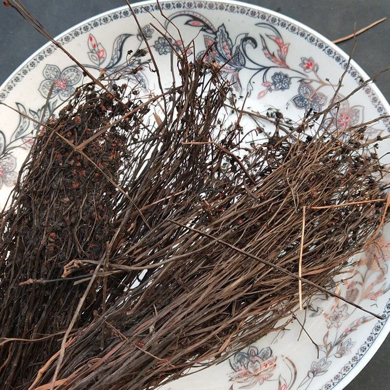 茅膏菜地下明珠草一扫光冷背货齐全欢迎咨询