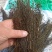 茅膏菜地下明珠草一扫光冷背货齐全欢迎咨询