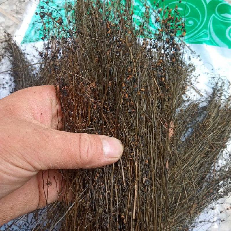 茅膏菜地下明珠草一扫光冷背货齐全欢迎咨询