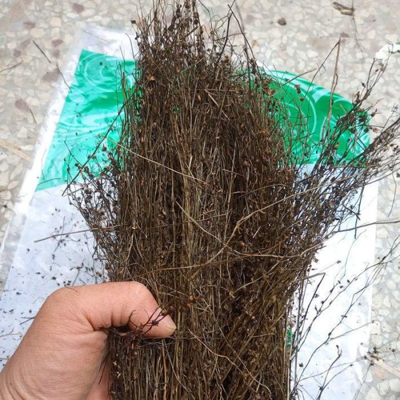 茅膏菜地下明珠草一扫光冷背货齐全欢迎咨询