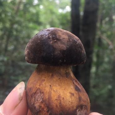 重庆市彭水县黄家镇野生大脚菌