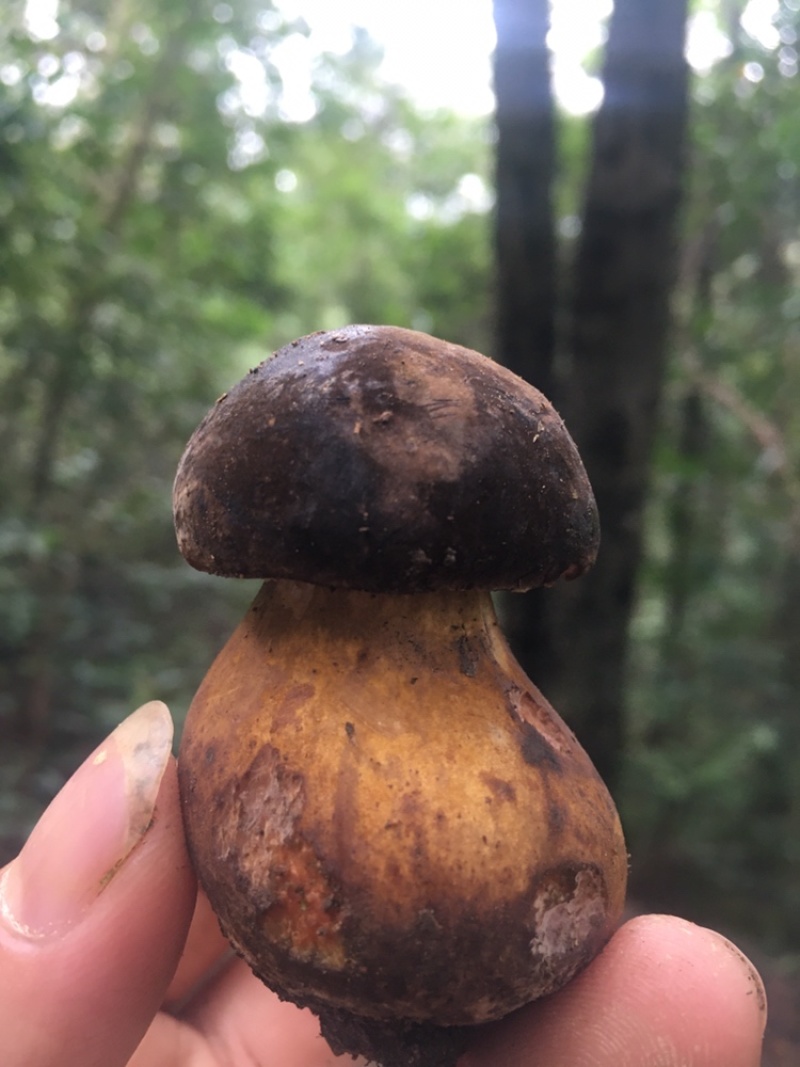 重庆市彭水县黄家镇野生大脚菌