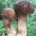 重庆市彭水县黄家镇野生大脚菌