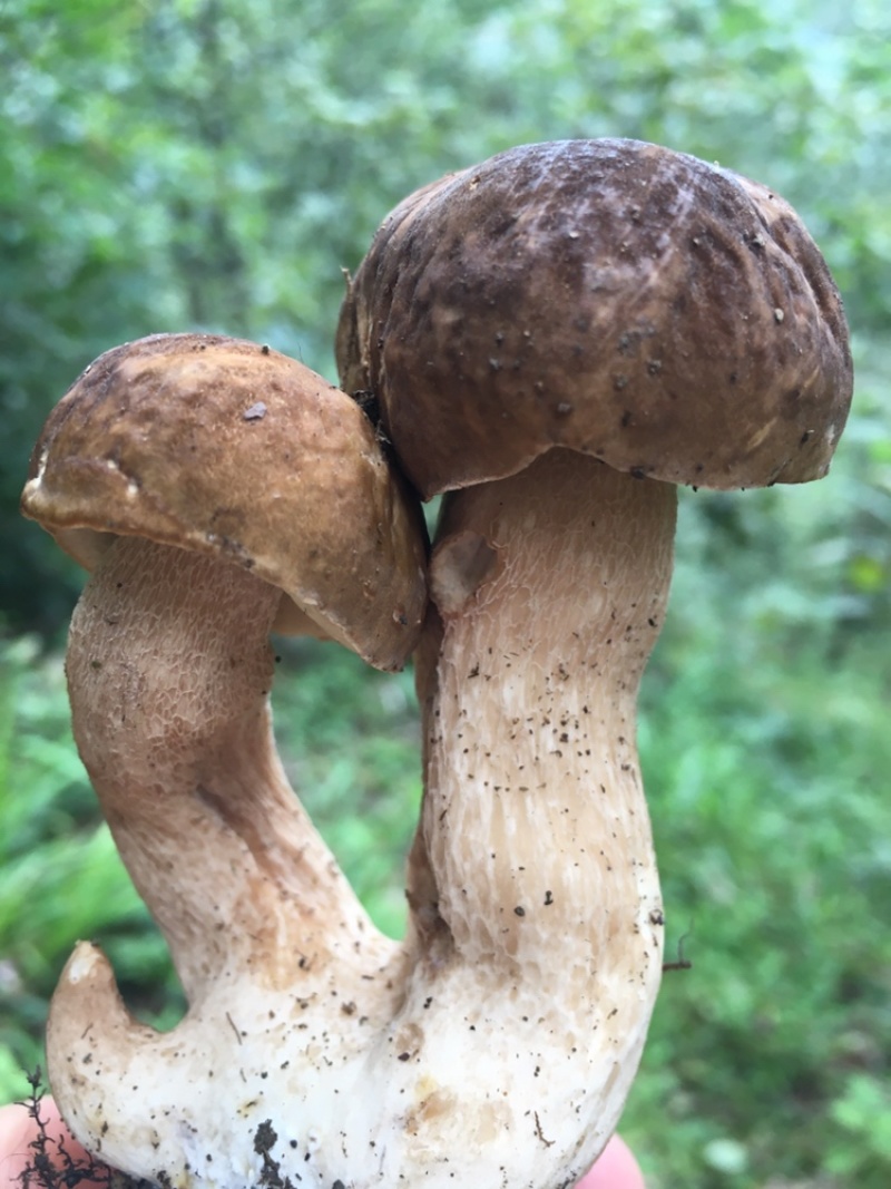 重庆市彭水县黄家镇野生大脚菌