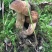 重庆市彭水县黄家镇野生大脚菌