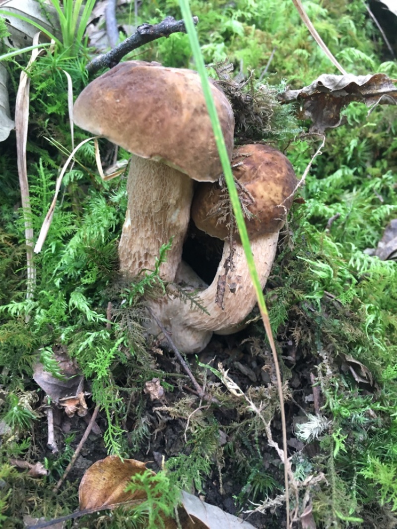 重庆市彭水县黄家镇野生大脚菌