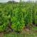 塔形火山榕批发绿化工程灌木1-3米火山榕树基地大量种