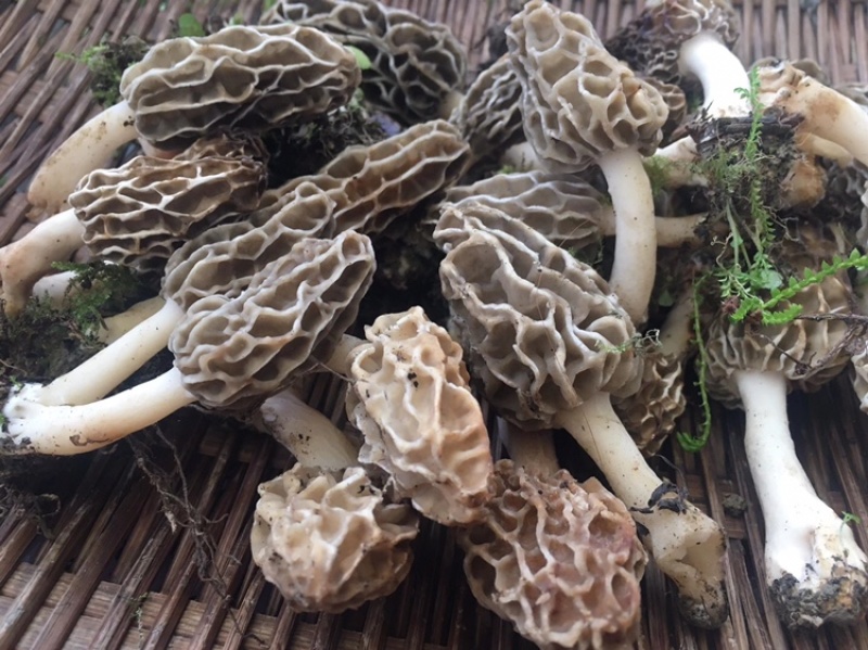 野生羊肚菌