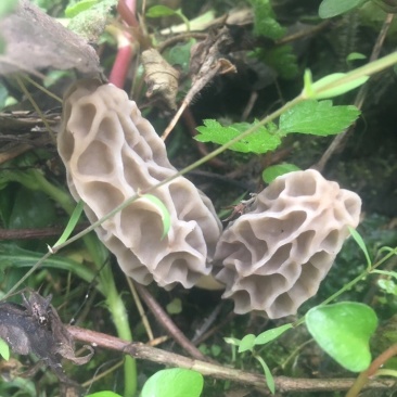 野生羊肚菌