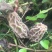 野生羊肚菌