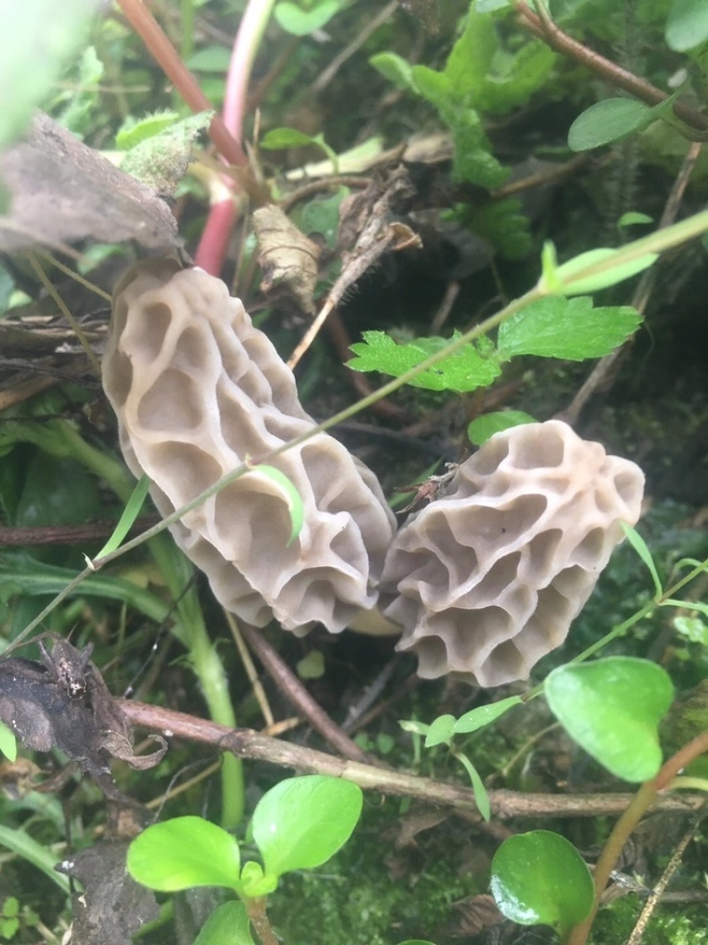 野生羊肚菌