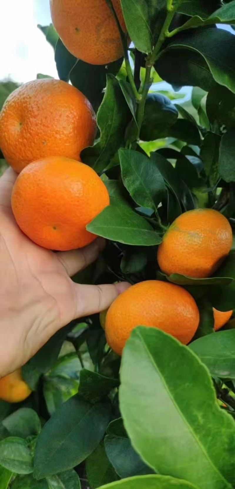 （推介）供应优质金秋沙糖桔，个大皮细颜色鲜红脆甜化渣。