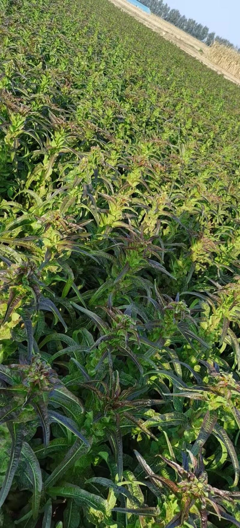 河北蔬菜原产地青皮青肉尖叶圆莴笋以大量上市，正在包地中